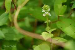 Euphrasia platyphylla